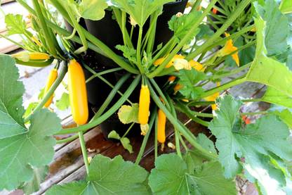 ActrovaX Squash Yellow Zucchini Vegetable [100 Seeds] Seed