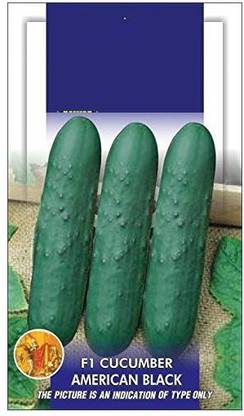 ActrovaX Cucumber American Black Vegetable [16000 Seeds] Seed