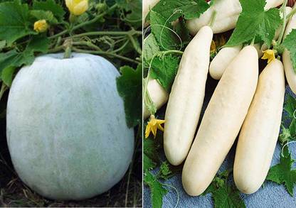 ActrovaX Ash Gourd Mithai Petha and Cucumber White Long Seed [4000 Seeds] Seed