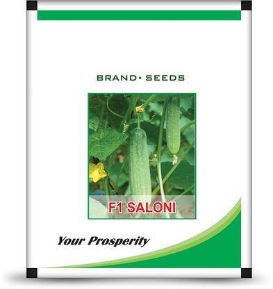 Qualtivate ® Best Quality Hybrid Cucumber Seed- F1 Saloni(25 Seeds) Seed