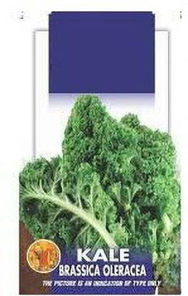 VibeX Brassica Leave Kale Edible Green Leaves Seeds Seed