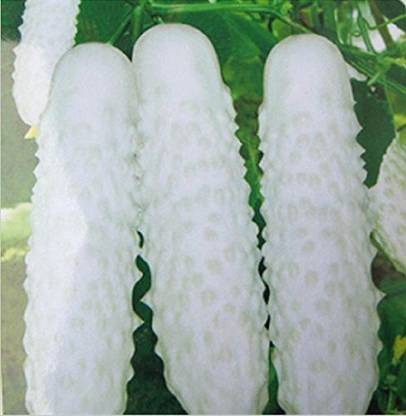 Qualtivate cucumber Seed