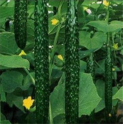WILLVINE Seeds Cucumber Plant Fruit Vegetable Seed