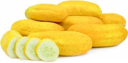 ActrovaX Cucumber Sambar Climber Fruit Vegetable [2gm Seeds] Seed