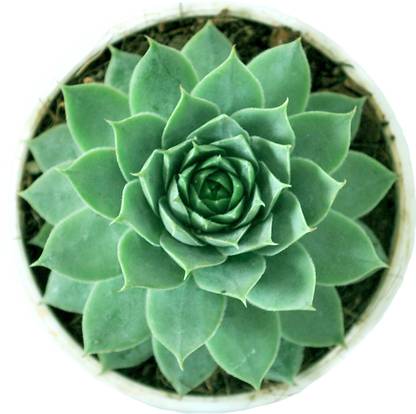 PEDPOUDHE Laxmi Kamal Plant