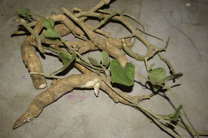 Parwal Root Poinsettia Plant