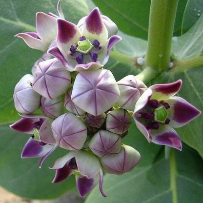 Sisa Safed Aak Plant