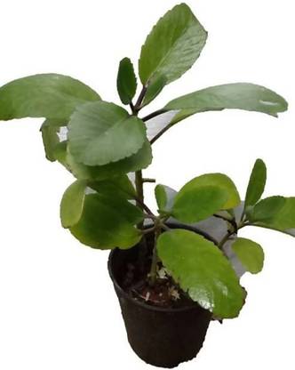 ROYAL NURSERY Bryophyllum Pinnatum/Patharchatta Plant Price in India ...