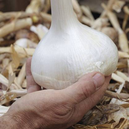 OGBIN SINGLE CLOVE ELEPHANT GARLIC SEEDS, GARLIC, BIG GARLIC BULB, GARLIC BIG, Allium ampeloprasum Seed