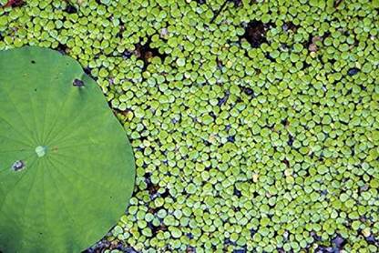 HERBALISM Amazon Duckweed