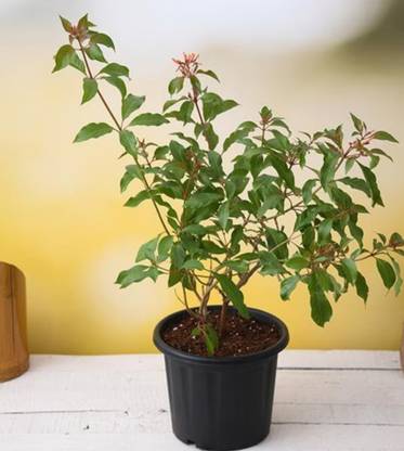 Click to purchase Hamelia Plant