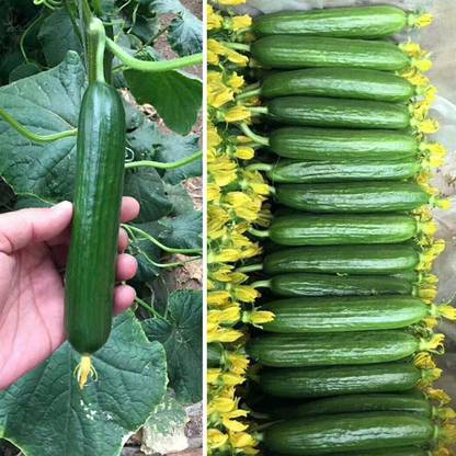 CYBEXIS F1 Hybrid Cucumber Seeds-250 Seeds Seed