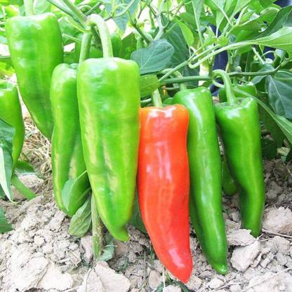 Qualtivate ® Sweet Pepper Seeds（Capsicum frutescens） Seed