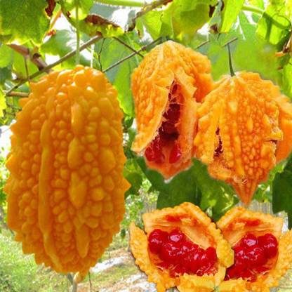 Qualtivate ™ Gold Bitter Gourd Seeds (Momordica charantia) Seed