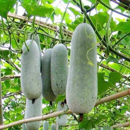 Qualtivate ® Wax gourd, also called ash gourd Seed