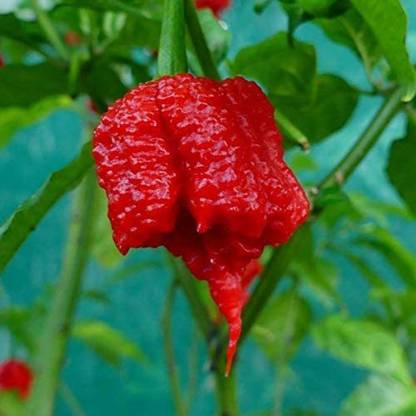 Qualtivate ® Carolina Reaper Chilli Pepper Seeds Seed