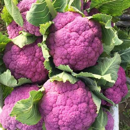 Qualtivate ® Hybrid Purple Cauliflower Seeds Seed