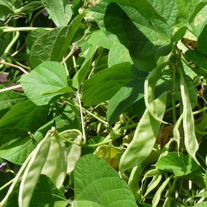 Qualtivate ™ Bean Seeds (Lablab purpureus) Dolichos Lablab Seed