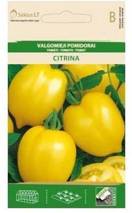 CYBEXIS Tomato CITRINA Seeds Seed