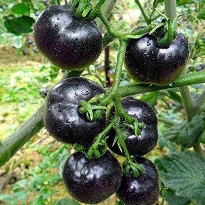Qualtivate ® Giant Black Tomato Seeds Seed