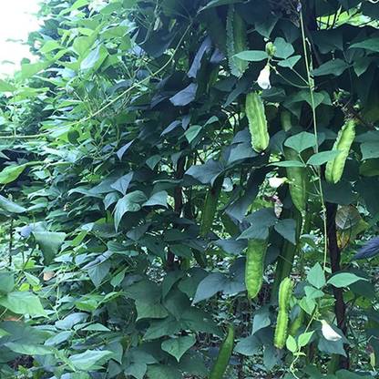 CYBEXIS Heirloom Winged Bean Seeds200 Seeds Seed