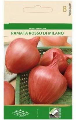 CYBEXIS Onion RAMATA Rosso DI Milano Seeds4000 Seeds Seed