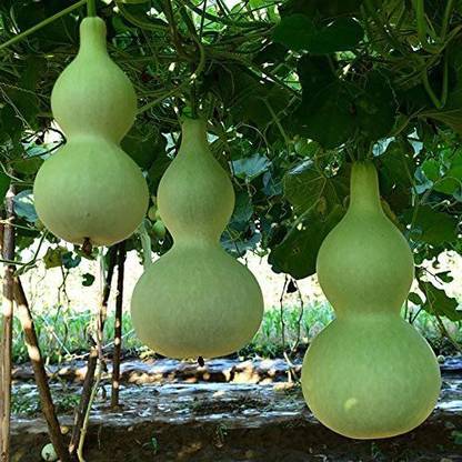 CYBEXIS Hybrid Giant Bottle Gourd Seeds-50 Seeds Seed