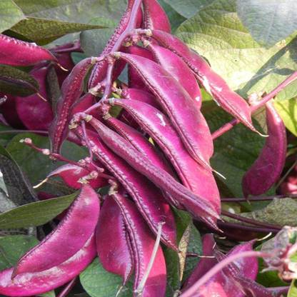 Qualtivate ® (Lablab purpureus) Dolichos Lablab Seeds Seed
