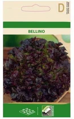 CYBEXIS Lettuce BELLINO Seeds-500 Seeds Seed
