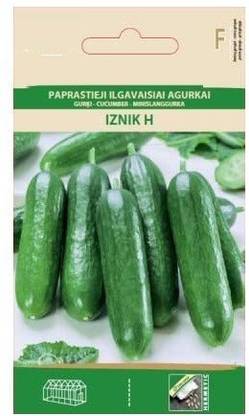 CYBEXIS Cucumber IZNIK H Seeds1000 Seeds Seed