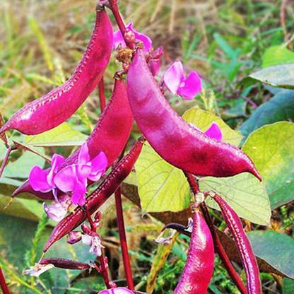 Qualtivate ™ Purple Beans Dolichos Lablab Seeds Seed