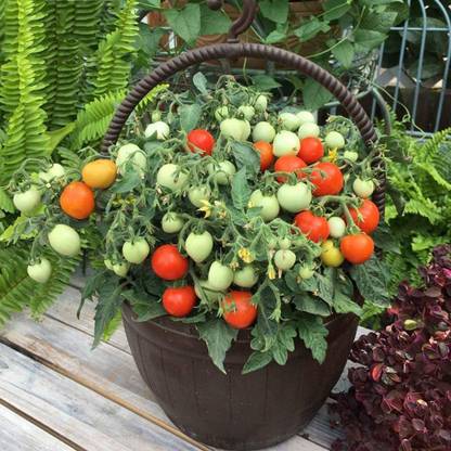 CYBEXIS Red Cherry Cascade Tomato Fresh Organic Vegetablse Seeds500 Seeds Seed