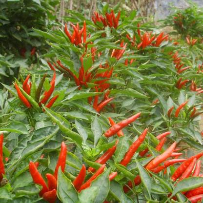 Qualtivate ® F1 Hybrid Red Hot Chilli Pepper Seeds Seed
