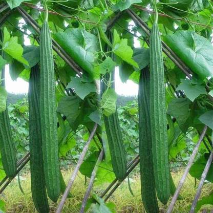 Qualtivate ® Loofash Gourd Seeds (Luffa Cylindrica) Seed