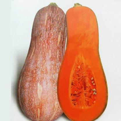 Qualtivate ™ Long Pumpkin Squash Seeds Seed