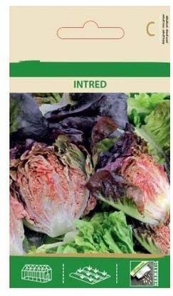 Qualtivate ® Lettuce INTRED Seeds Seed