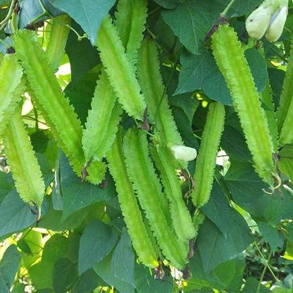Qualtivate ™ Winged Bean Seeds Seed