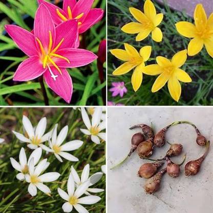 Plantohobby Rain Lily Flower Bulb Mix Colour | Zephyranthes Lily Bulb Mix Bulb Seed