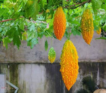 CYBEXIS Gold Bitter Gourd Seeds800 Seeds Seed