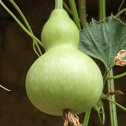 ENINE Bottle Gourd Seed