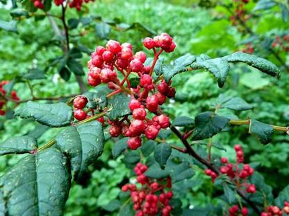 CYBEXIS Organic Red Peppercorn Seeds 600 Seeds Seed