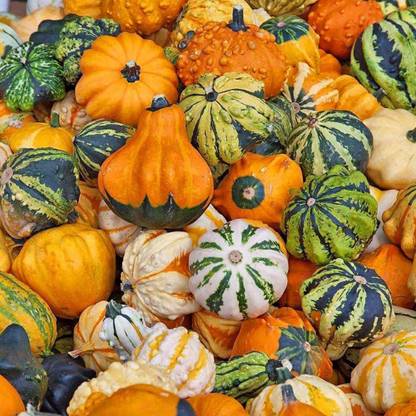 Qualtivate ™ Cucurbita Moschata Squash Pumpkin Seeds Seed