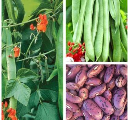 Qualtivate ™ Runner Bean Seeds Seed