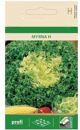 CYBEXIS Cichorium ENDIVIA Myrna H Seeds1000 Seeds Seed