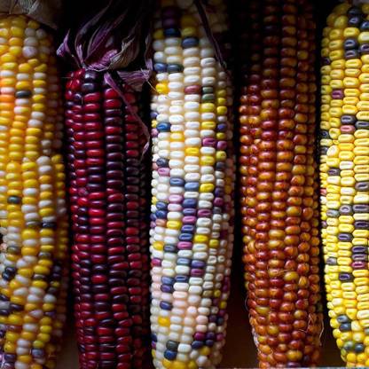 Qualtivate ™ Heirloom Flint Corn - Fiesta Seeds Seed
