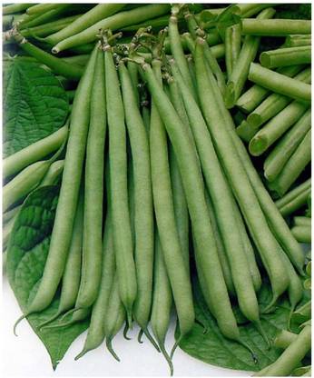 Qualtivate ® French Bean Seeds Seed