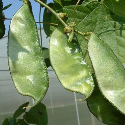 CYBEXIS Green Hyacinth Bean Seeds (Lablab purpureus)200 Seeds Seed