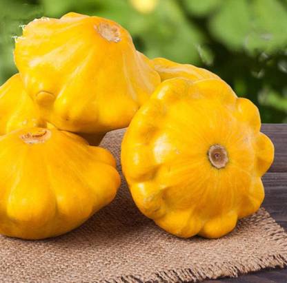 CYBEXIS Hybrid Yellow Bush Scallop Summer Squash Seeds-250 Seeds Seed