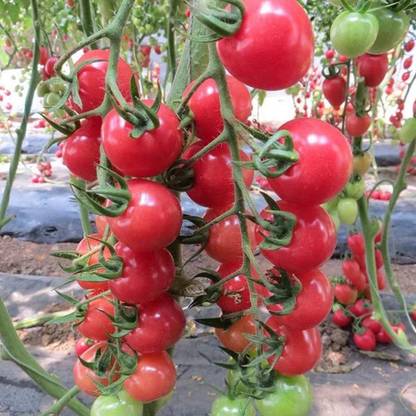 CYBEXIS F1 Hybrid Red Cherry Tomatoes Seeds-250 Seeds Seed