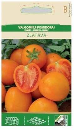 CYBEXIS Tomato ZLATAVA Seeds2000 Seeds Seed